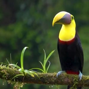 Meet your Posher, Alice